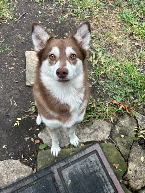 POPPI - Siberian Husky available for adoption