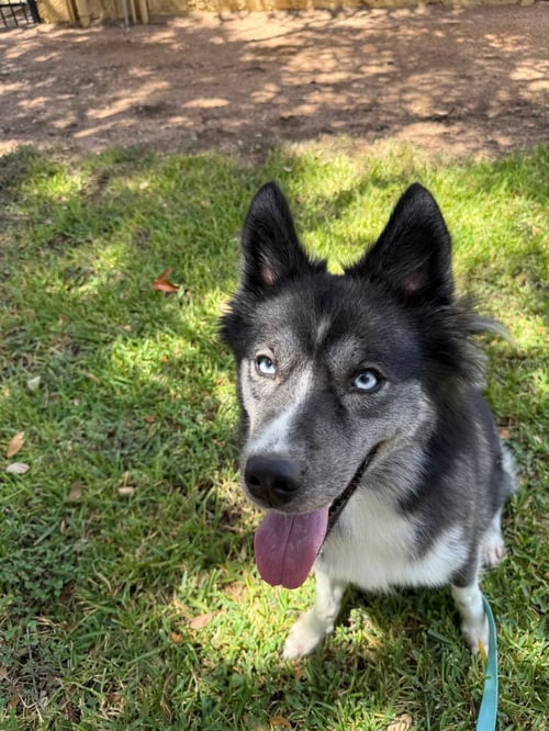 JUNEAU - Siberian Husky available for adoption