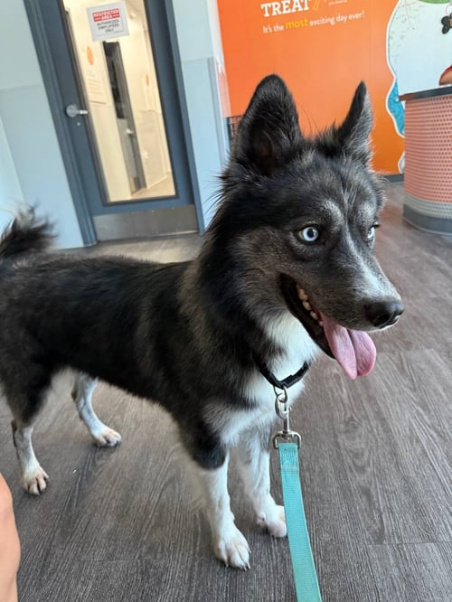 JUNEAU - Siberian Husky available for adoption