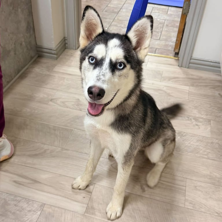 Sashimi *Foster Needed* Image