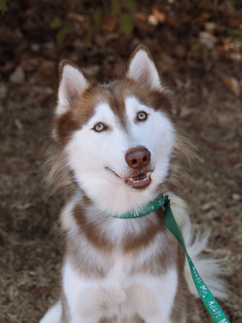 WILLEM *FOSTER NEEDED* - Siberian Husky available for adoption