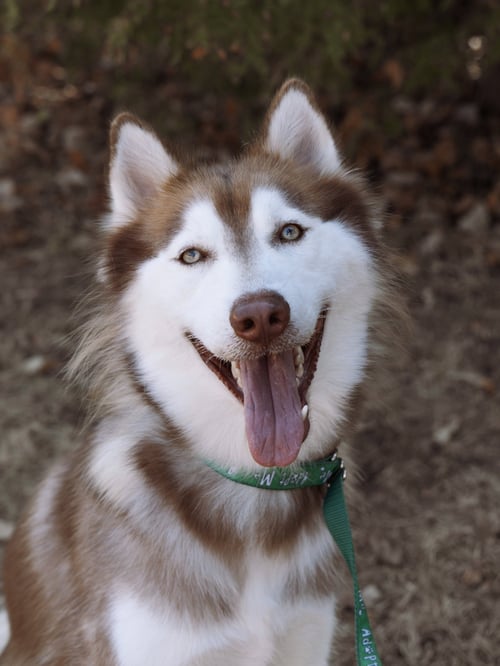 WILLEM *FOSTER NEEDED* - Siberian Husky available for adoption