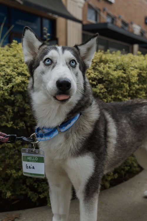 GAIA - Siberian Husky available for adoption