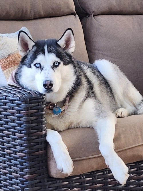 SIYA *FOSTER NEEDED* - Siberian Husky available for adoption