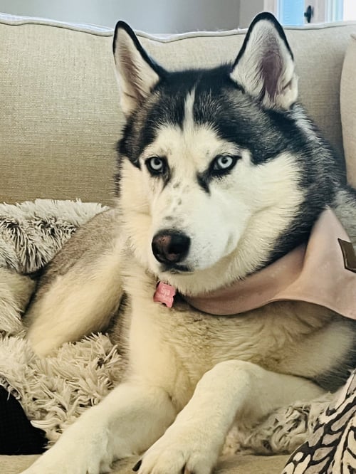 SIYA
