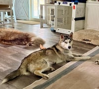 Shiloh - Photo 4
