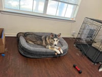 Shiloh - Photo 3