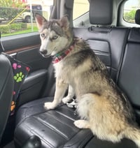 Shiloh - Photo 1