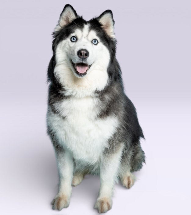 BELATRIX - Siberian Husky available for adoption