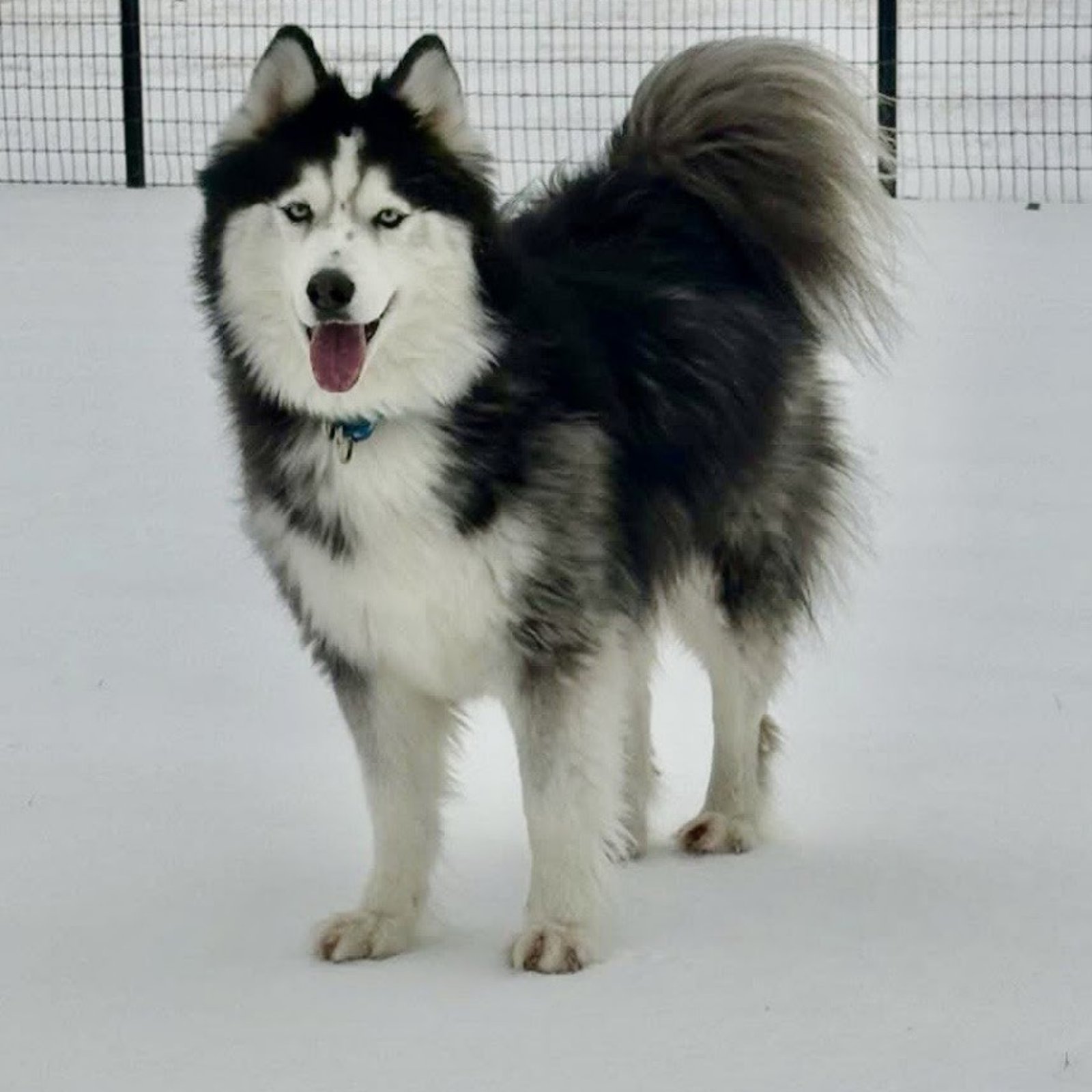 BELATRIX - Siberian Husky available for adoption