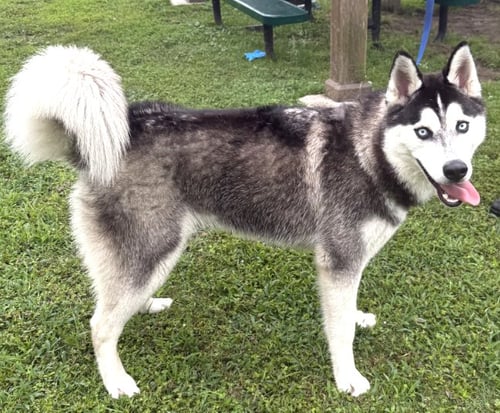 VOGUE *FOSTER NEEDED* - Siberian Husky available for adoption