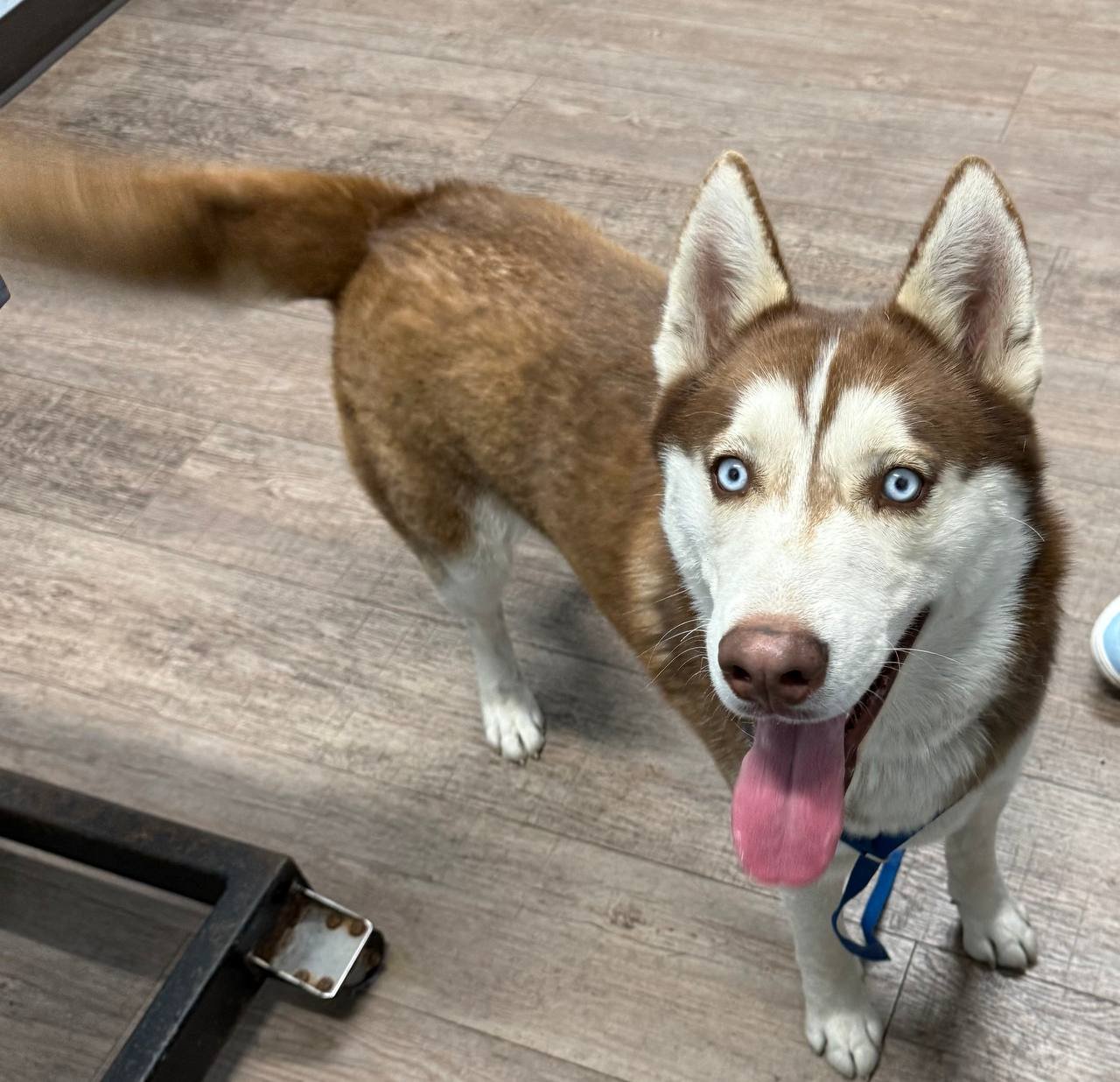 ECHO - Siberian Husky available for adoption