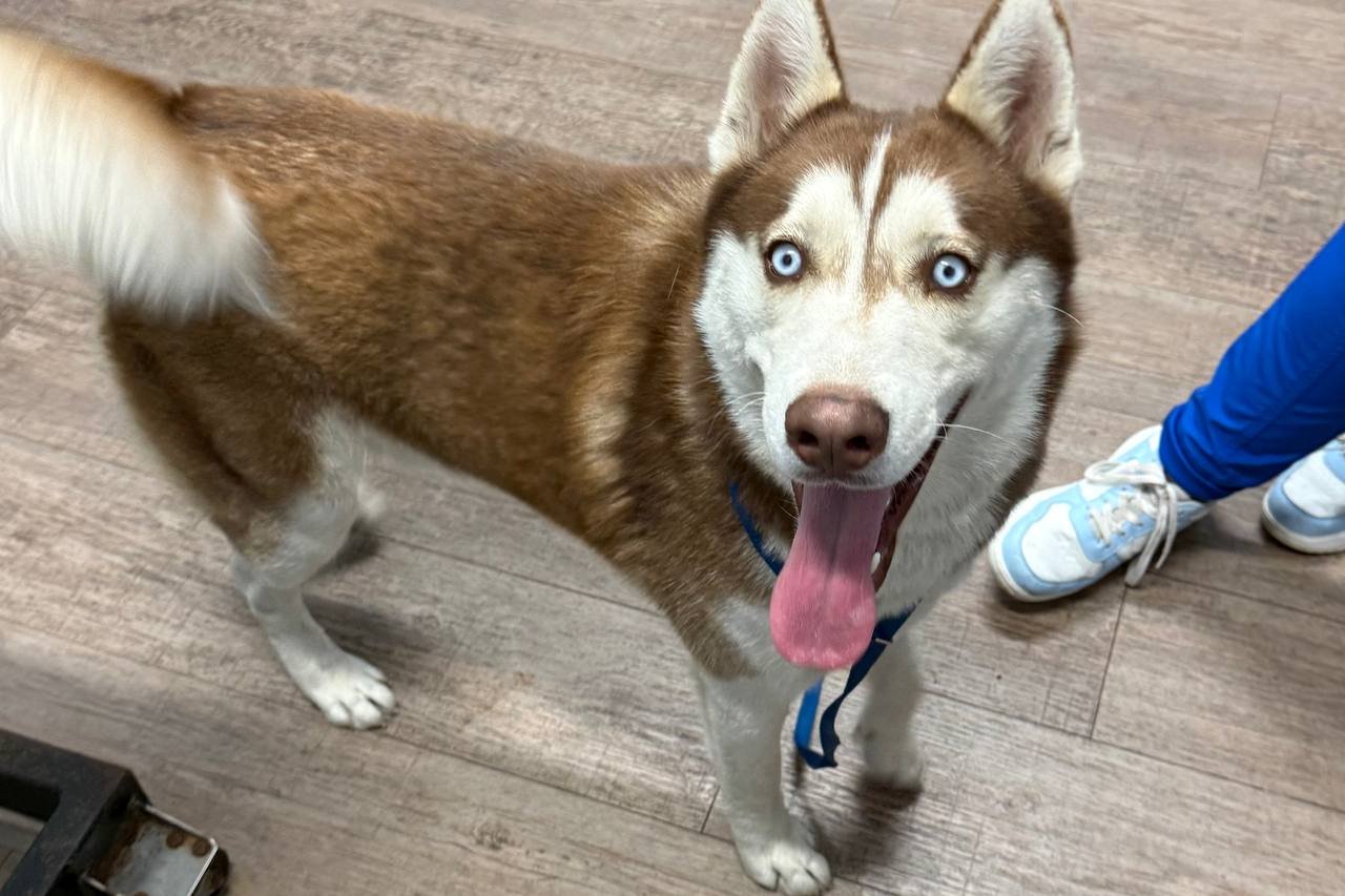 ECHO - Siberian Husky available for adoption