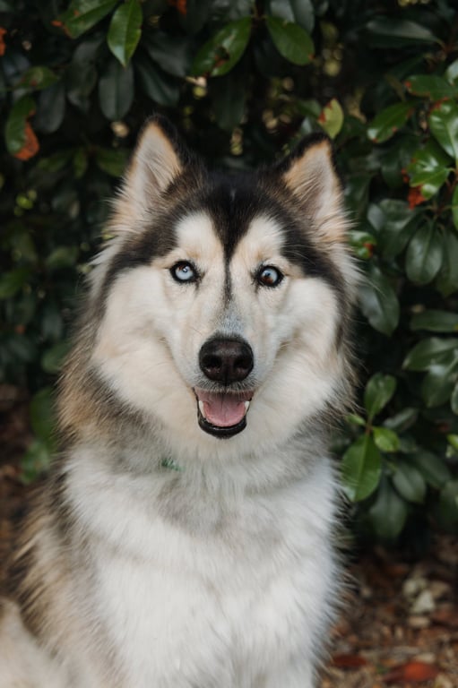 Xari Image