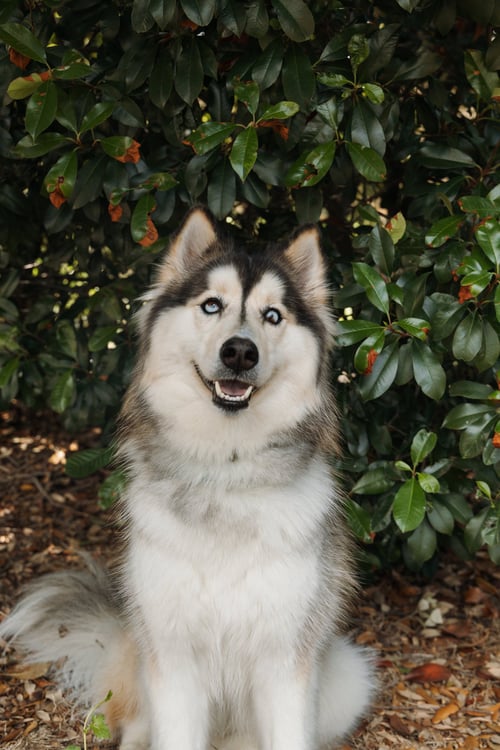 XARI - Siberian Husky available for adoption
