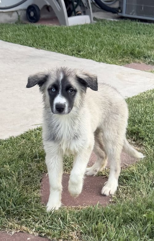 MABEL - Siberian Husky available for adoption