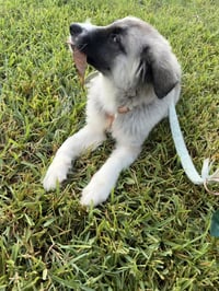 Mabel - Photo 4