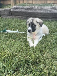 Mabel - Photo 3