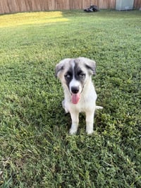 Mabel - Photo 1