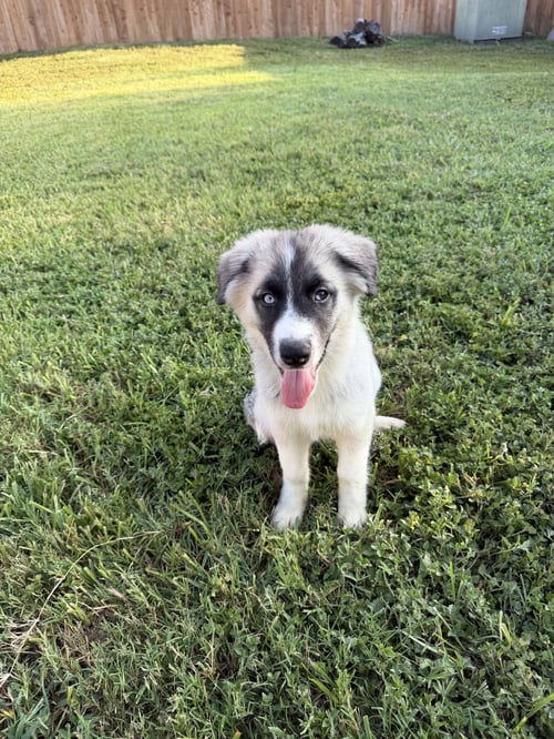 MABEL - Siberian Husky available for adoption