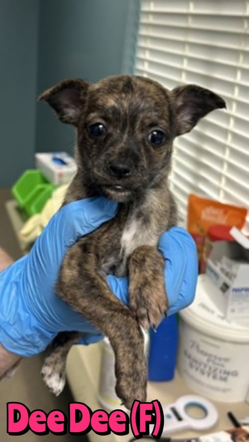 DEE DEE - Unknown available for adoption