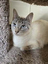 BELLA - Photo 1
