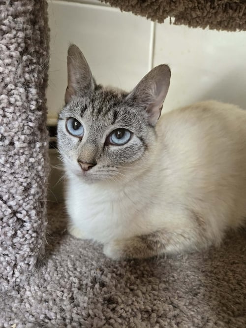 BELLA - Siamese available for adoption