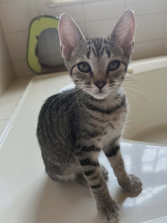 LULU Image