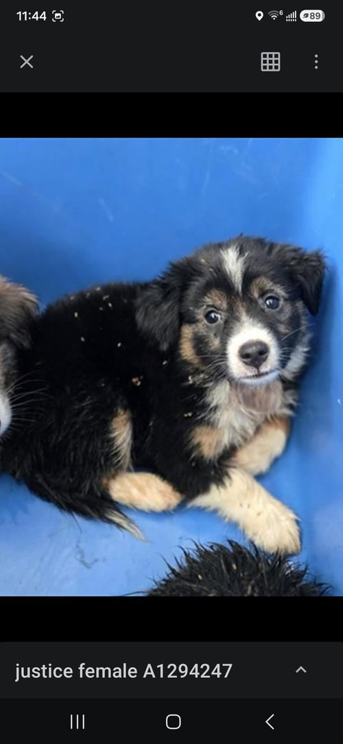 JUSTICE - Unknown available for adoption