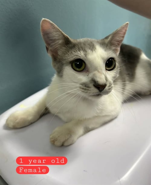 NORA - Domestic Short Hair available for adoption