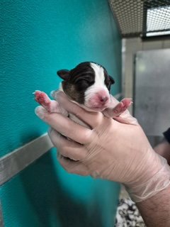SASHI - Unknown available for adoption