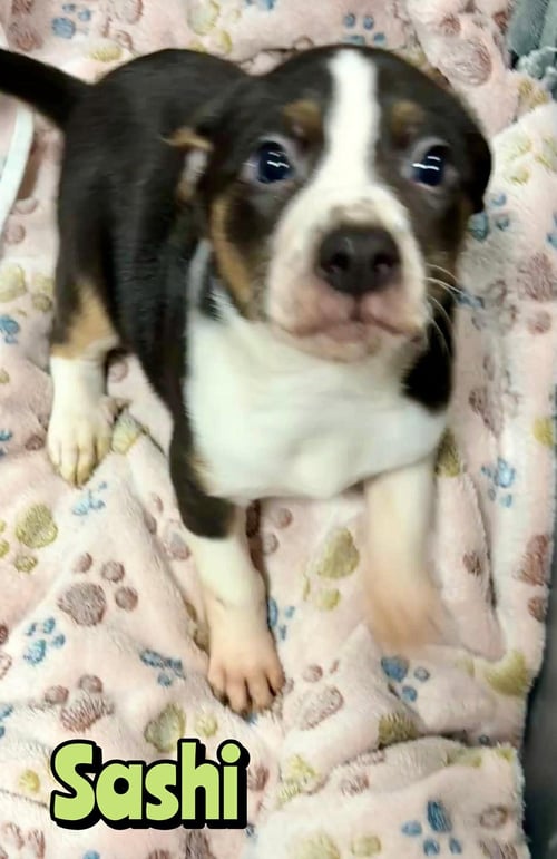 SASHI - Unknown available for adoption