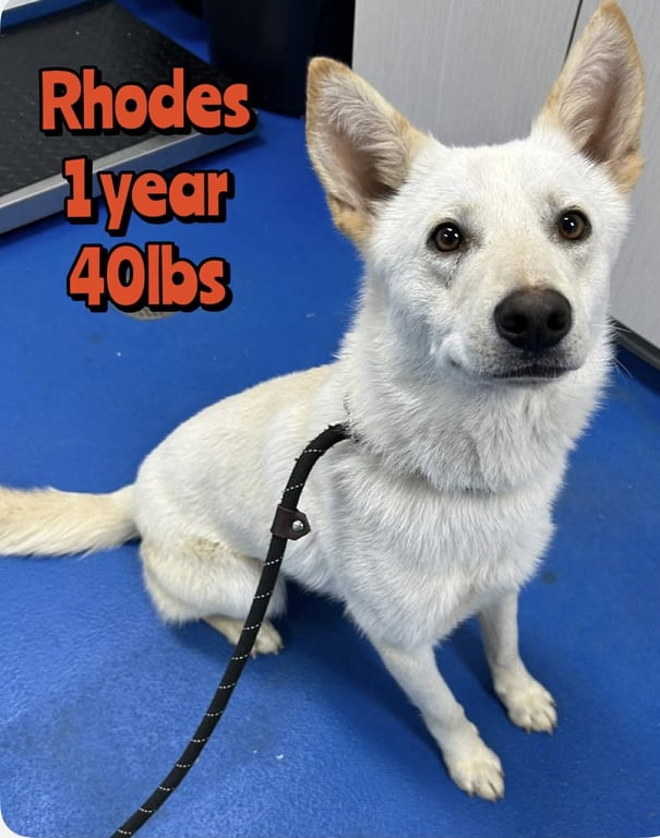RHODES Image