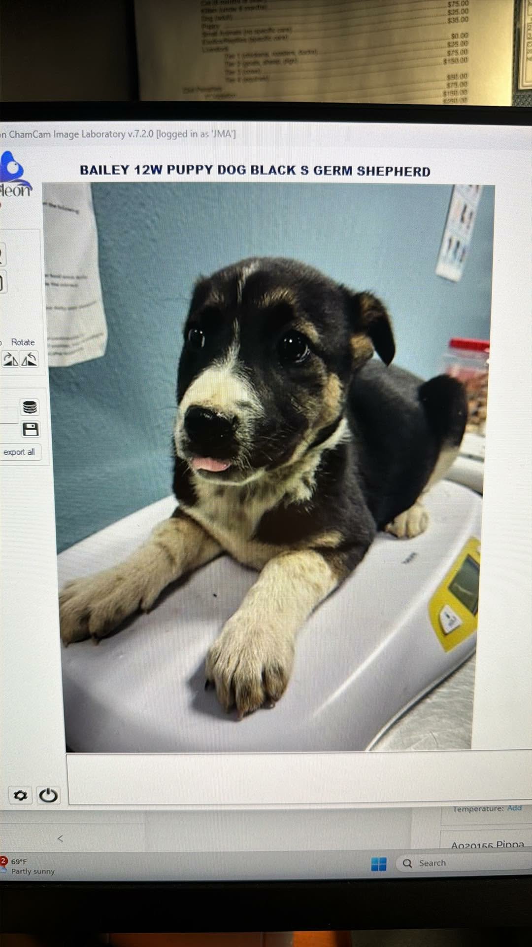 BAILEY - Unknown available for adoption