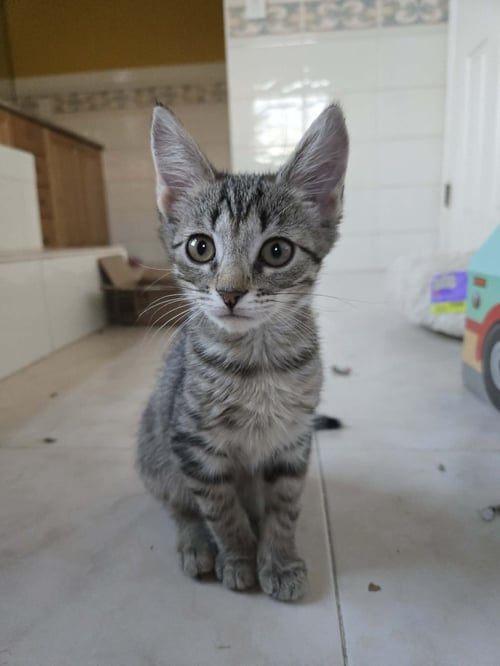 PALMER - Domestic Short Hair available for adoption