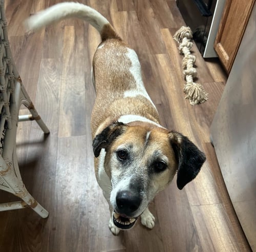 TREY - Hound available for adoption