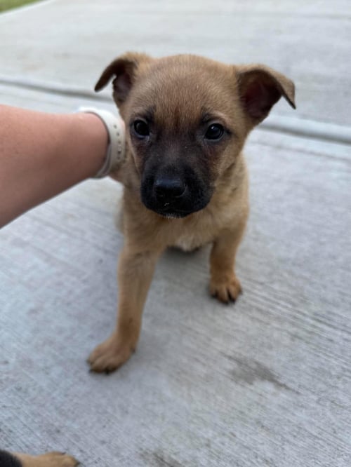 BEAR - Chihuahua available for adoption