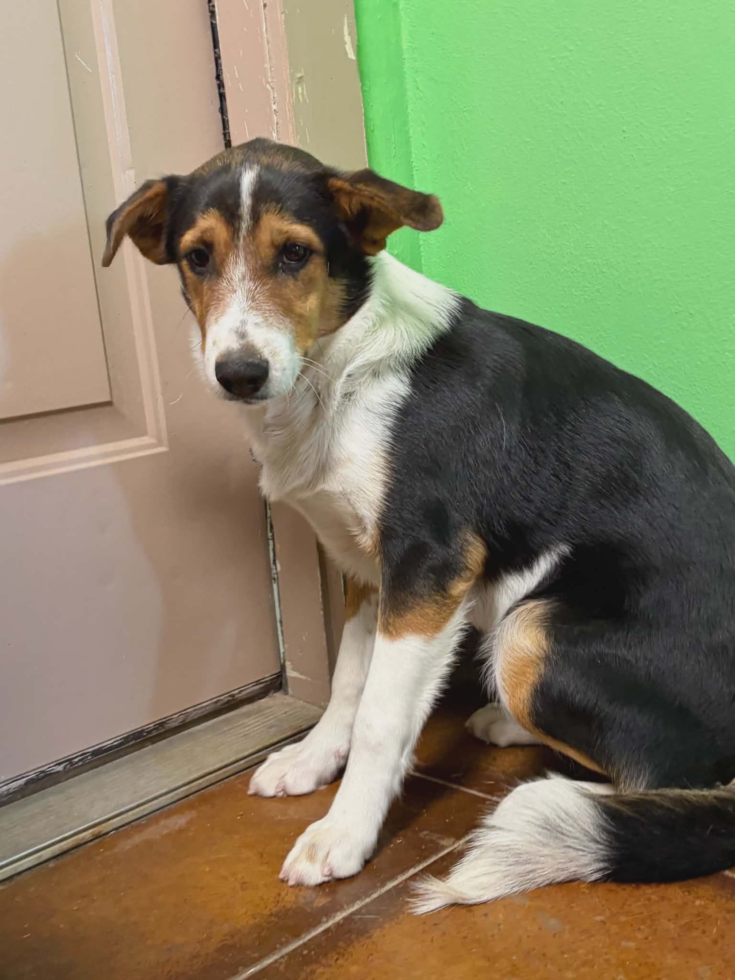 MATER - Unknown available for adoption