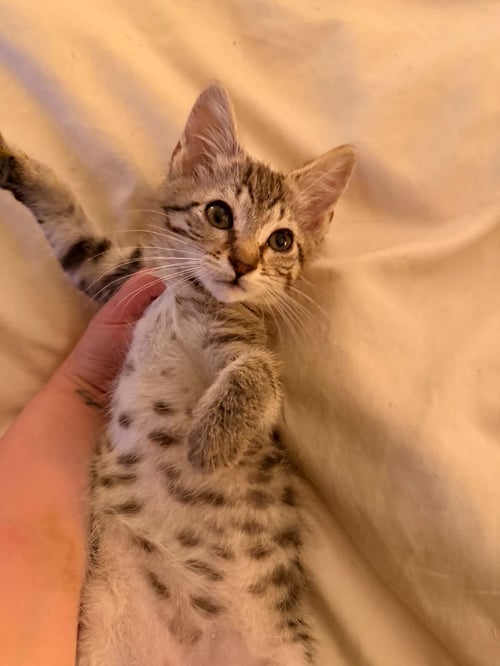 LINUS - Domestic Short Hair available for adoption