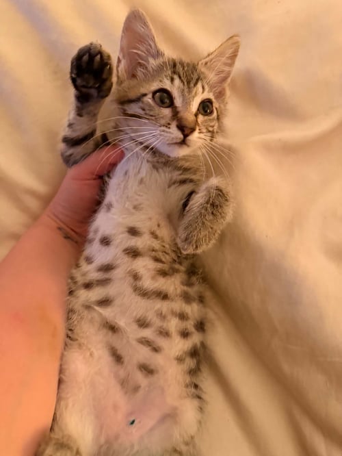 LINUS - Domestic Short Hair available for adoption