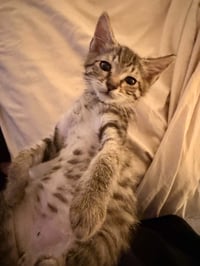 LINUS - Photo 3