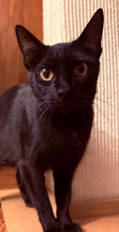 TRIXIE Image