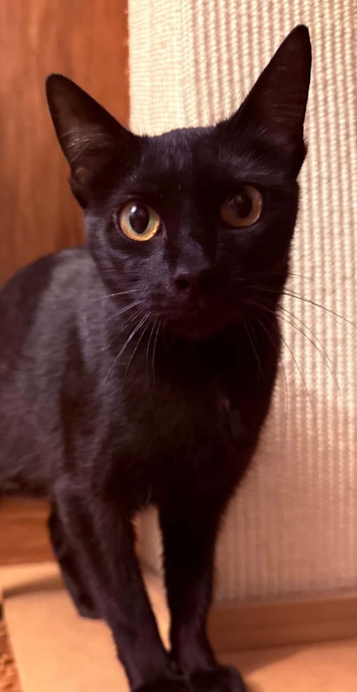 TRIXIE - Domestic Short Hair available for adoption