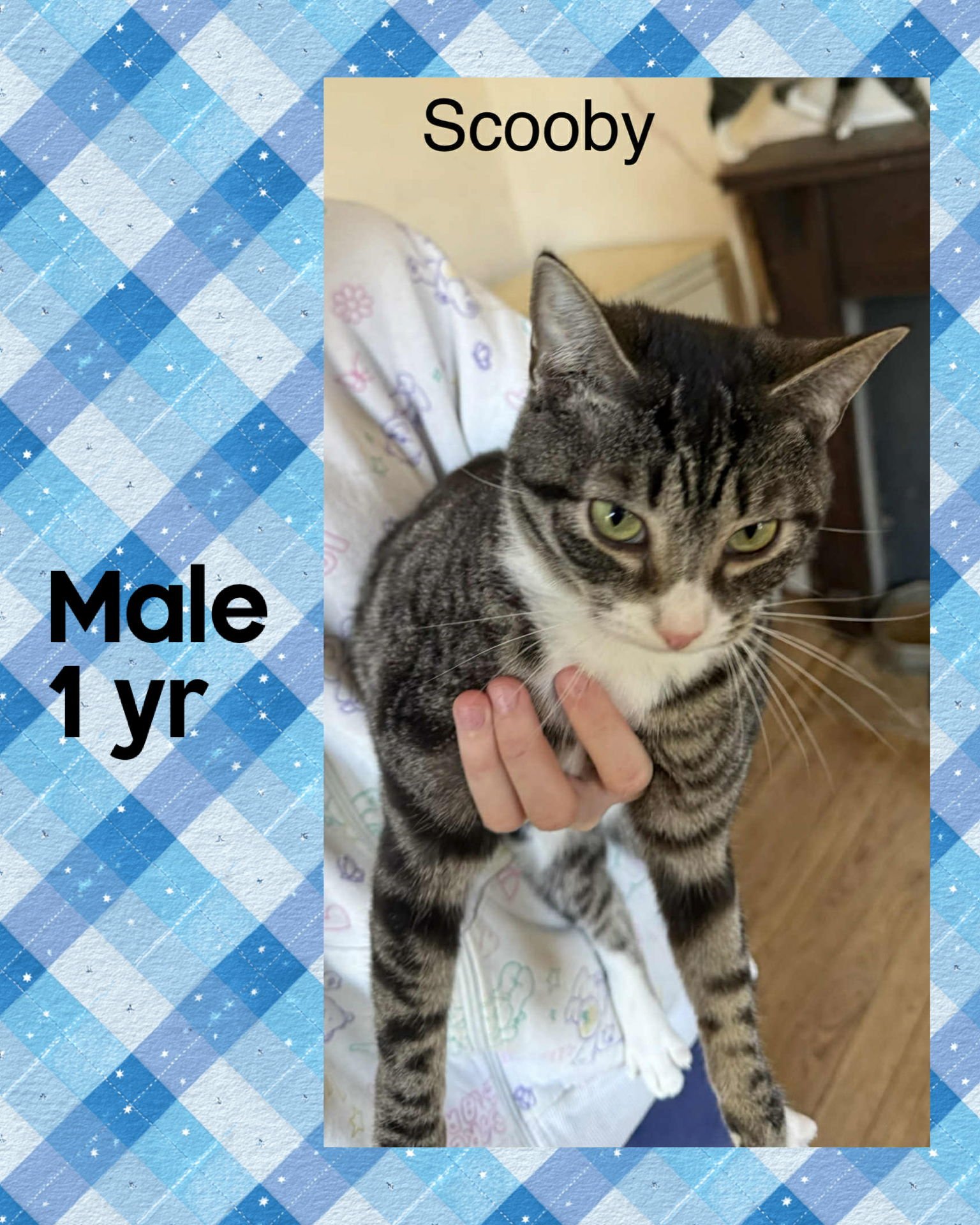 SCOOBY - Domestic Short Hair available for adoption