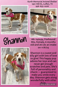 SHANNON - Photo 5