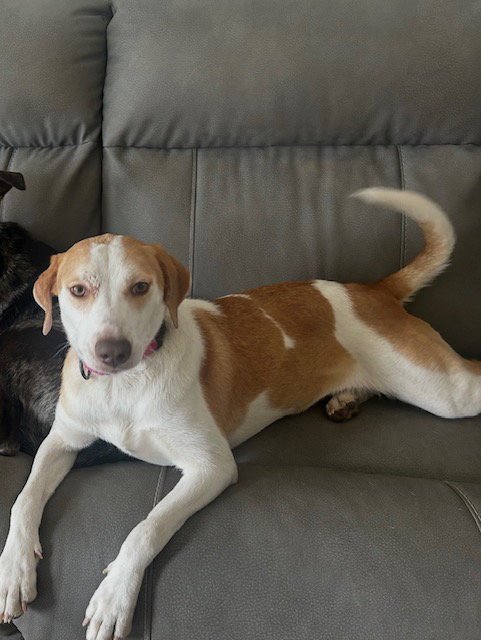 SHANNON - Hound available for adoption
