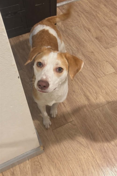 SHANNON - Hound available for adoption