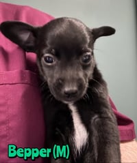 BEPPER - Photo 1