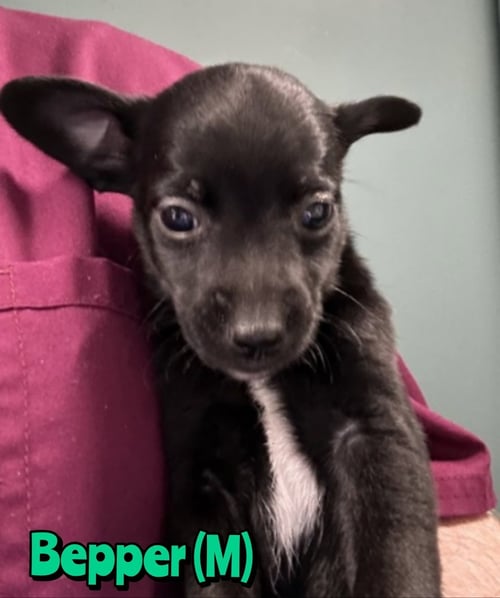 BEPPER - Chihuahua available for adoption