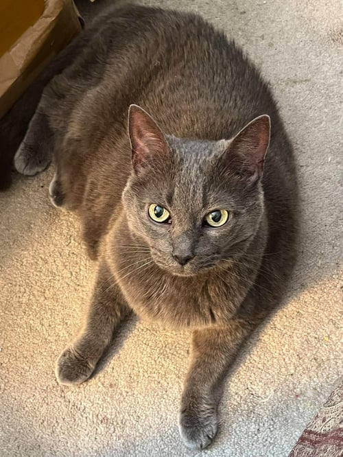 BAYLEE - Russian Blue available for adoption